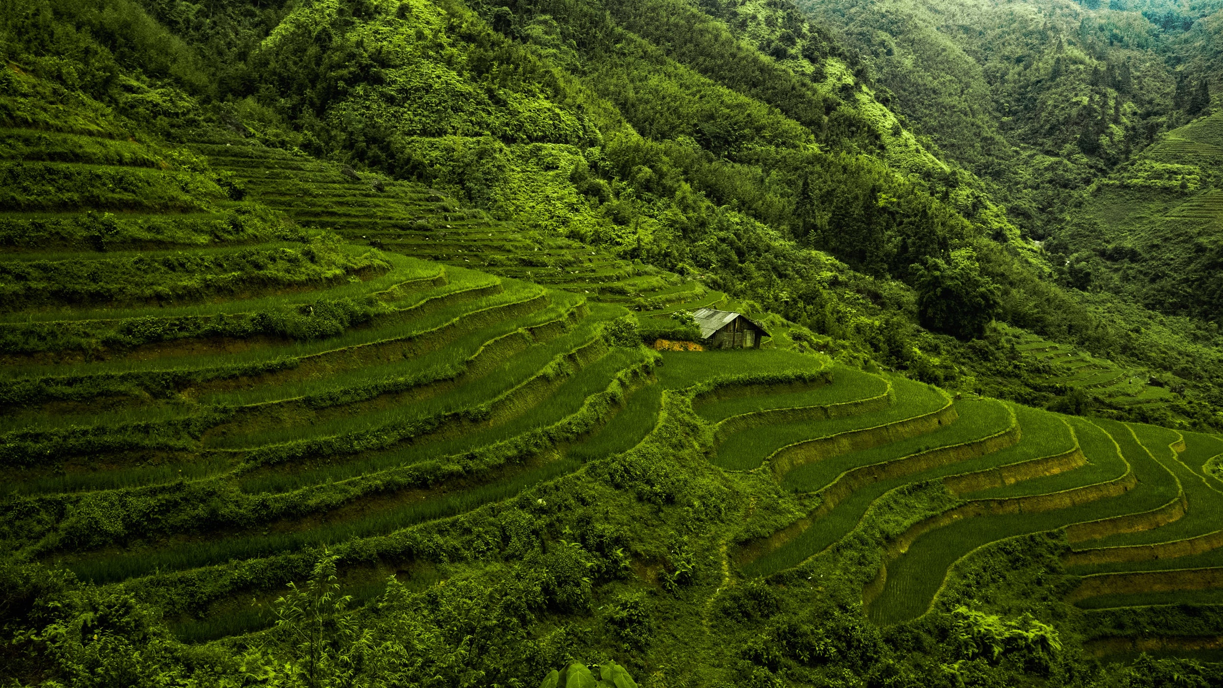 l'immagine mostra una piantagione di caffè in Vietnam