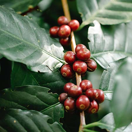 L'immagine mostra delle bacche della pianta del caffè